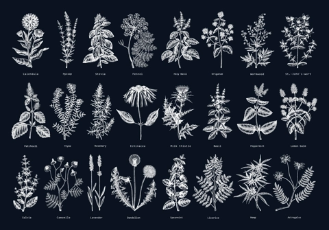 Vintage herbs illustrations on chalkboard. Sketched aromatic plants collection. Botanical design elements. Herbal tea ingredients. Hand drawn medicinal herbs for banners, stickers, label, packaging.
